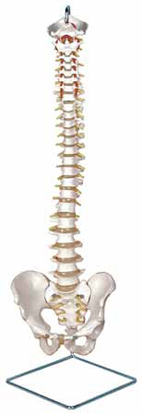 Flexible Vertebral Column